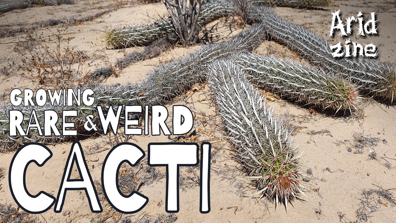 Growing rare cacti: creeping devils, mutants, peyote and more!