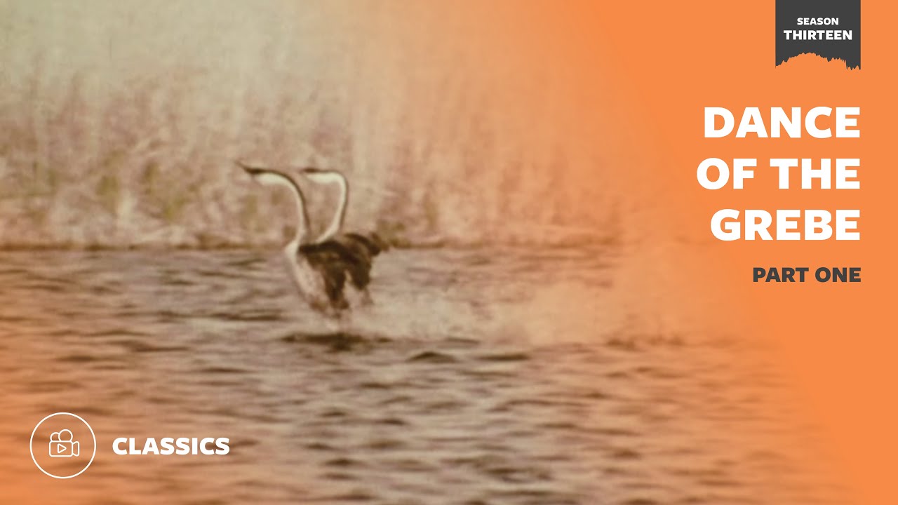 Танец поганки, часть 1 | Mutual of Omaha's Wild Kingdom