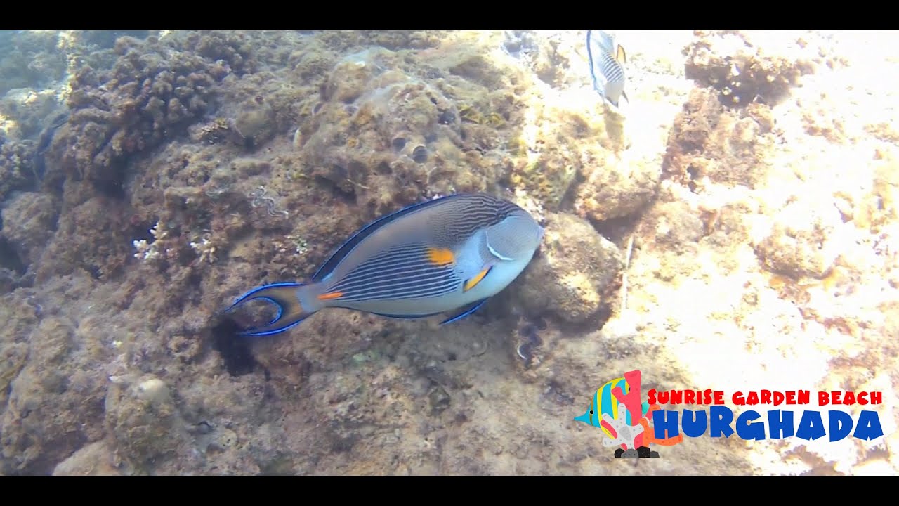 Sunrise Garden Beach Hurghada Reef 2023