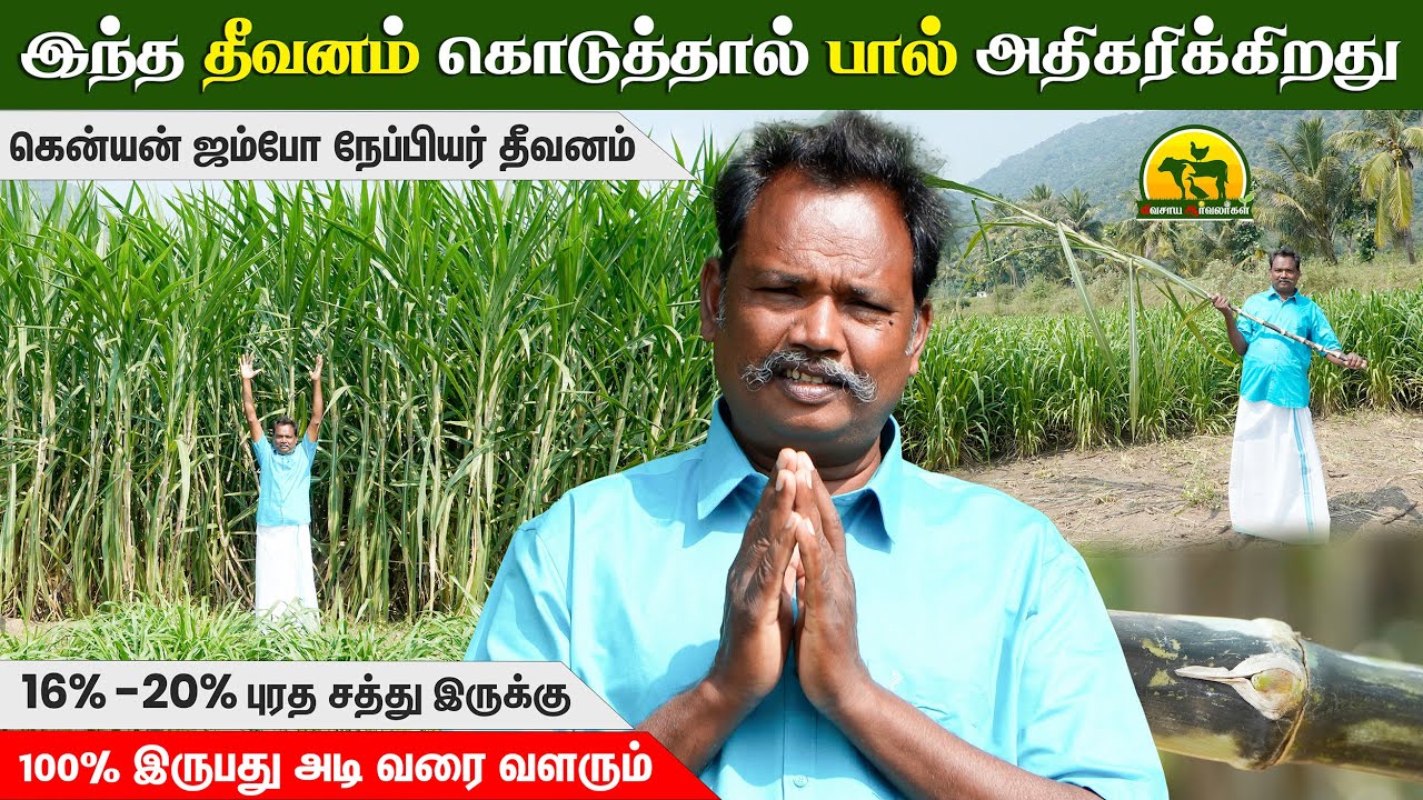 மாடு வளர்ப்பவர்களுக்கு Golden Grass – கென்யன் ஜம்போ நேப்பியர் தீவனம்@விவசாய ஆர்வலர்கள் Vivasaya Arvalargal​
