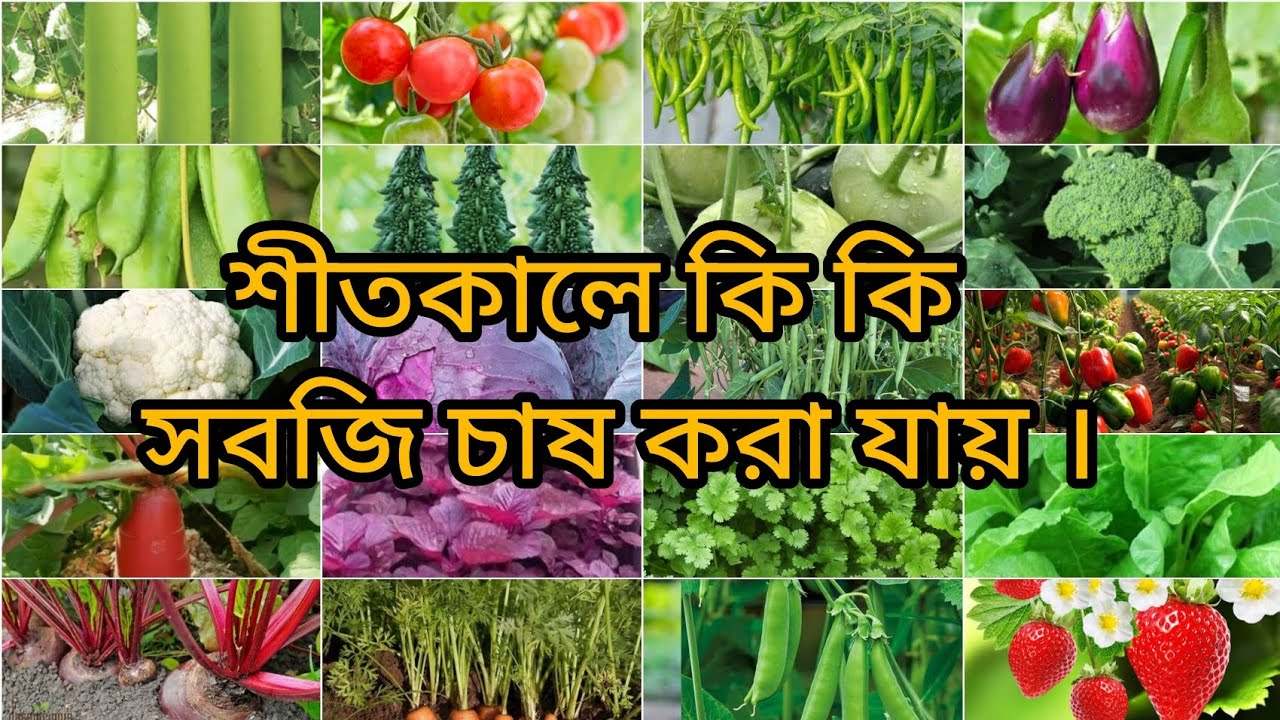 শীতকালে যে সকল সবজির চাষ করা যায়। #wintervegetable #organicfarming #terracegarden.