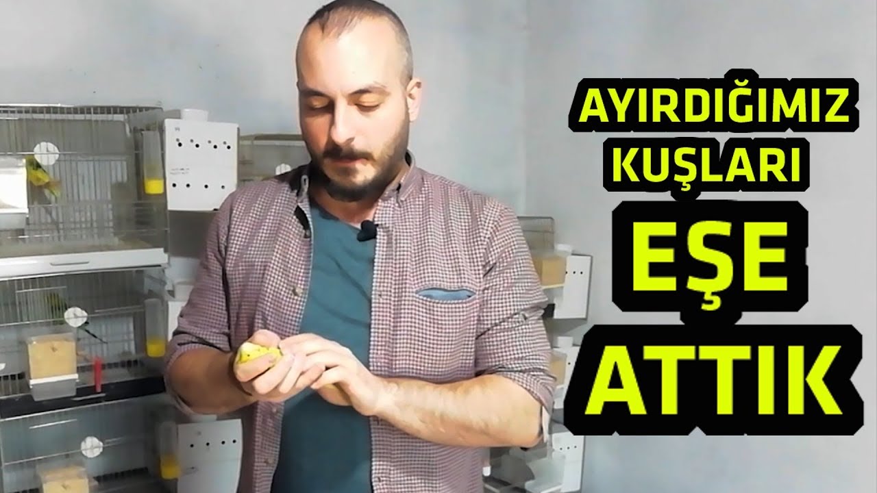 Muhabbet Kuşu Ayırma Yöntemi ile Çiftleştirme