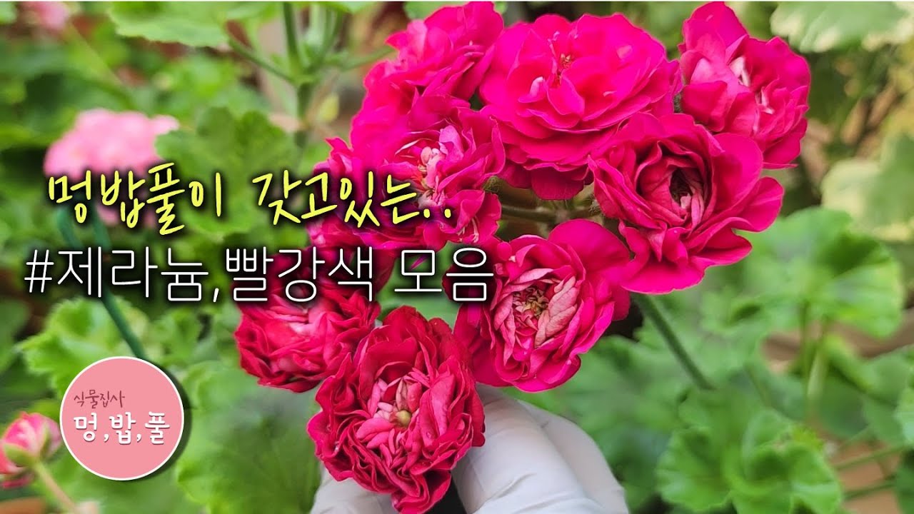 제라늄,멍밥풀이 갖고 있는 #빨강색 제라늄