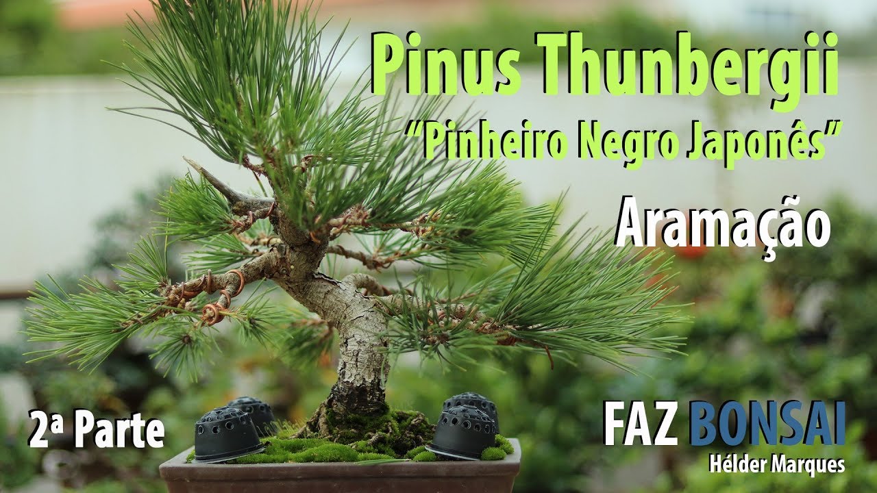 Pinus Thunbergii  (Pinheiro Negro Japonês)  - Aramação (2ª Parte)