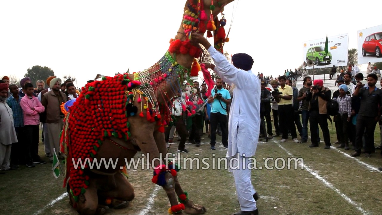 Camel and horse dance at Kila Raipur Sports Festival