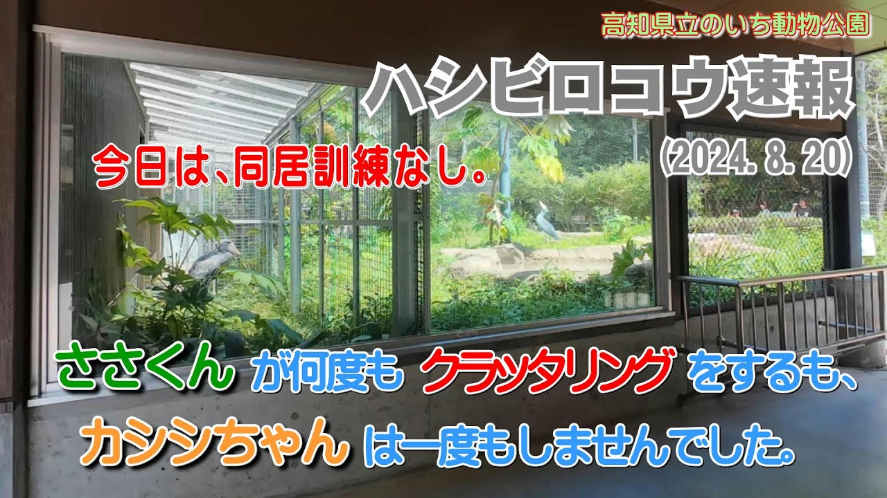 2024/08/20、ささくんが何度もクラッタリングをするも、カシシちゃんは一度もしませんでした。今日は、同居訓練なしでした。【のいち動物公園、ハシビロコウ速報】