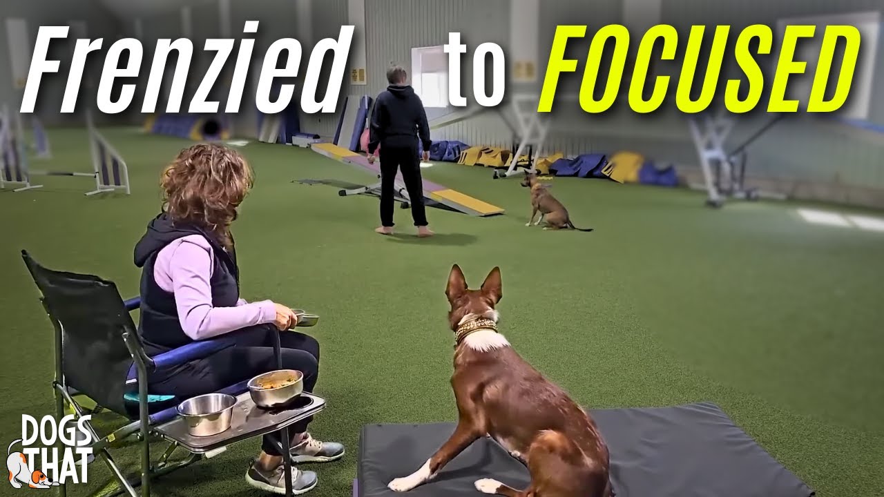 Overexcited, Hyped Up Dogs! Create Calmer Focus (Agility See-Saw Example - Taming The Teeter)