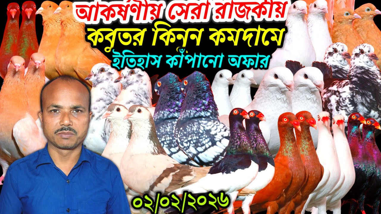 আকর্ষণীয় সেরা রাজকীয় কবুতর কিনুন কমদামে ইতিহাস কাঁপানো অফার টপ কোয়ালিটি ফেন্সি রেসার কবুতর কিনুন