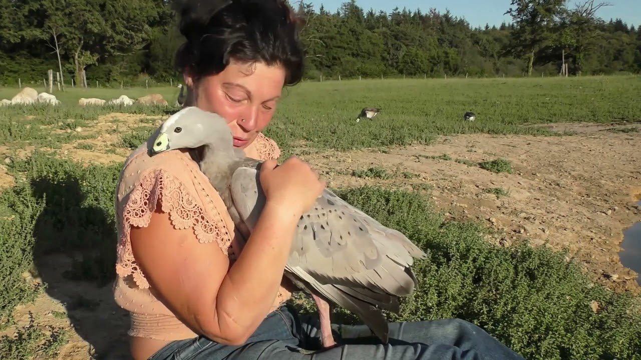 Parmi les oies céréopses