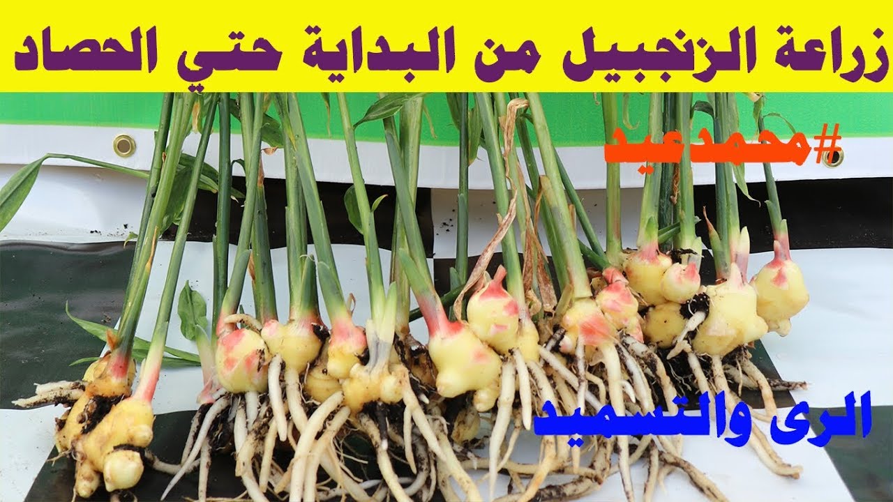 زراعة الزنجبيل | زراعة وانتاج الزنجبيل | طريقة حصاد الزنجبيل | How to grow and harvest ginger