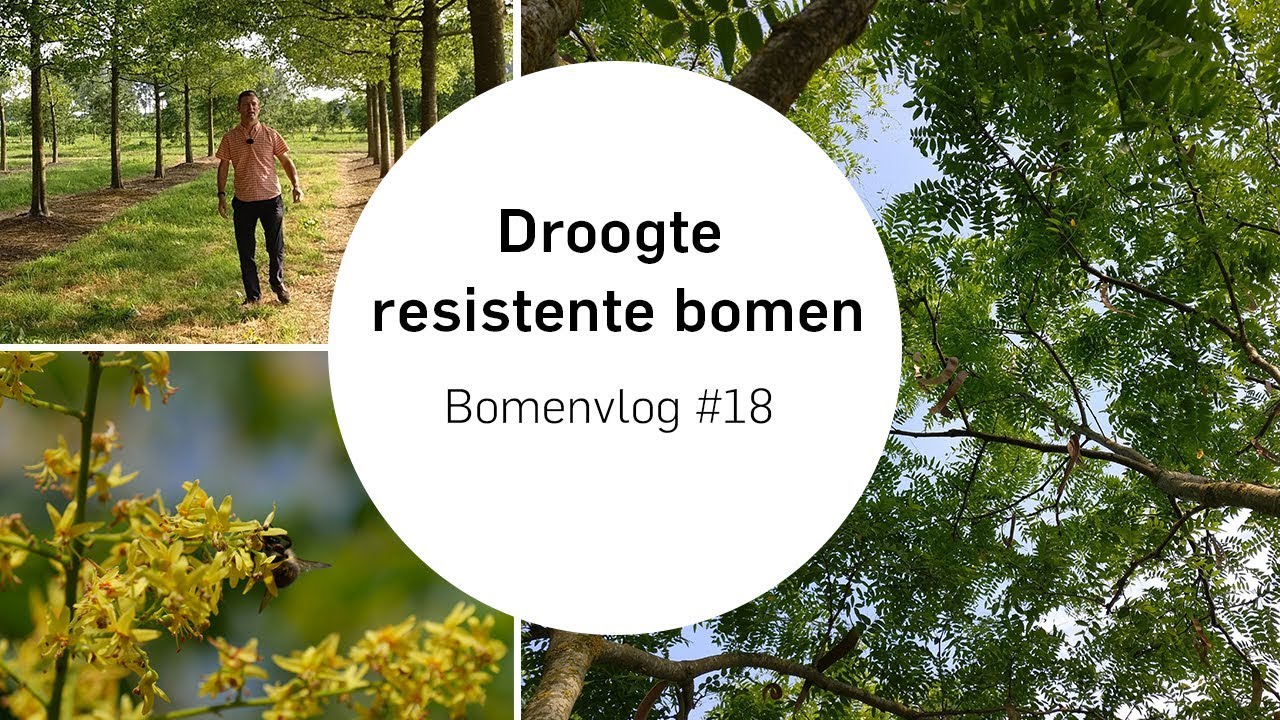 Welke bomen kunnen goed tegen de droogte? | Bomenvlog #18