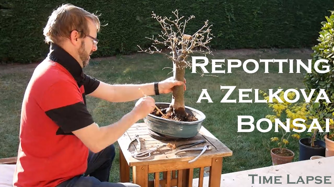 Zelkova Bonsai - Repotting a large Zelkova Serrata bonsai tree. Time lapse video  |  Blue Sky Bonsai