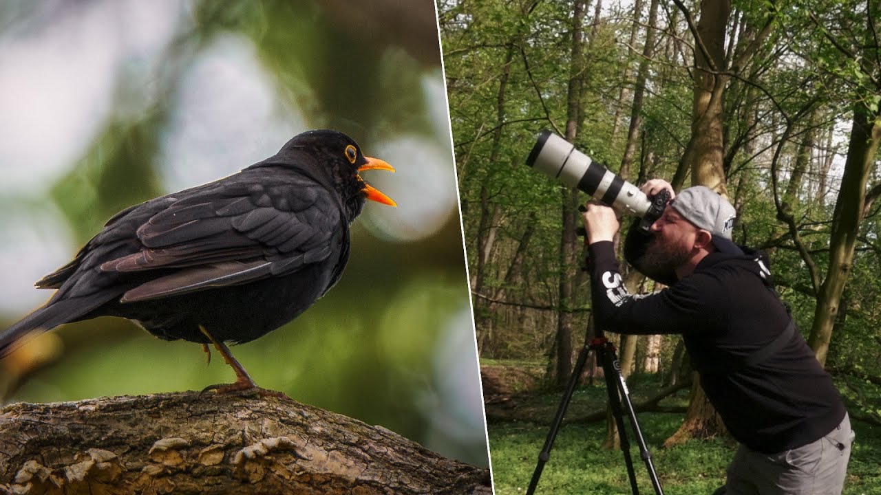 Beleza Natural em Foco: Fotografando pássaros na Floresta!