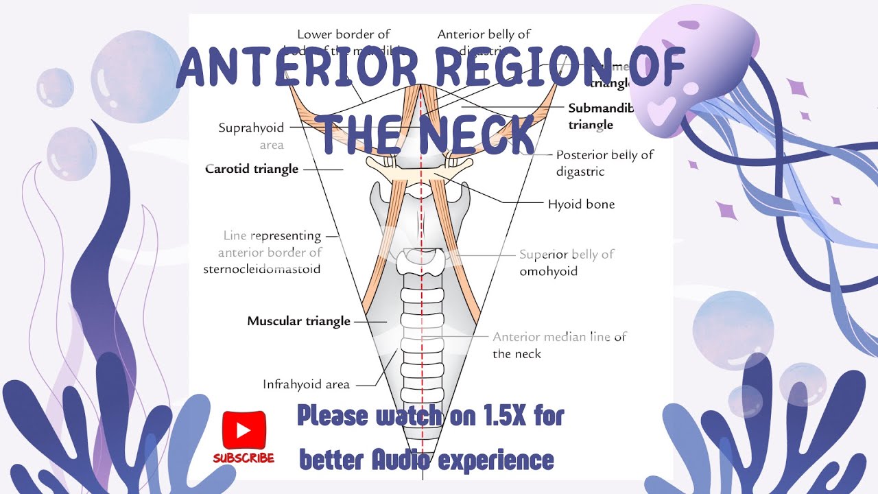 Anterior Region of neck | Structure in median Region of Neck  | Fibrous Raphe | Head and Neck