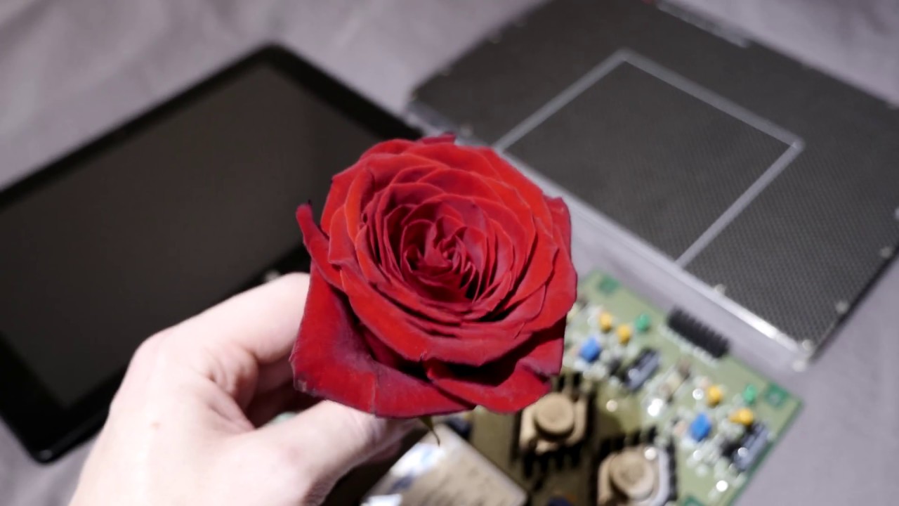 How to get X-ray movie of a rose  or in other words, typical day for physicist :)