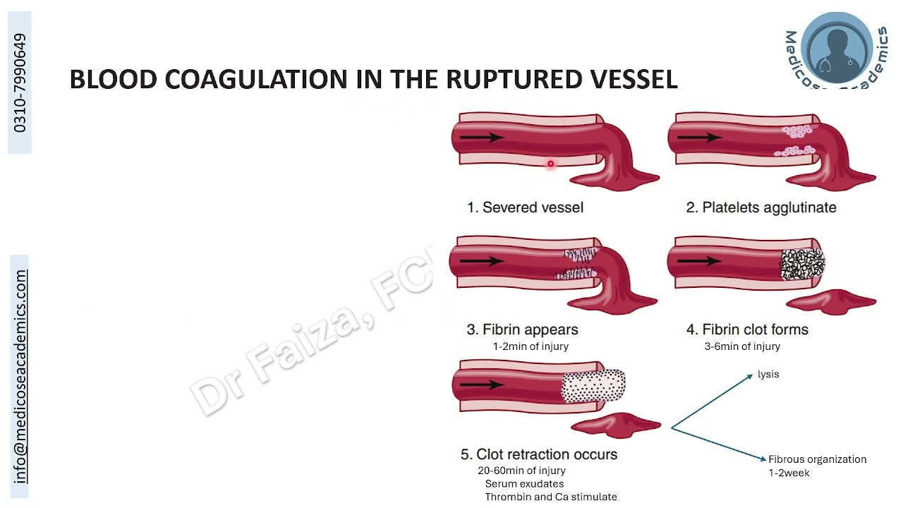 Haemostasis; Clotting Mechanism (Part 2)