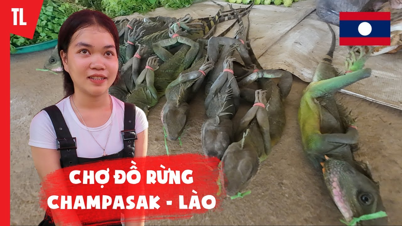 Chợ thú rừng KM 14 ngoại ô thành phố Pakse | Du lịch ẩm thực Lào