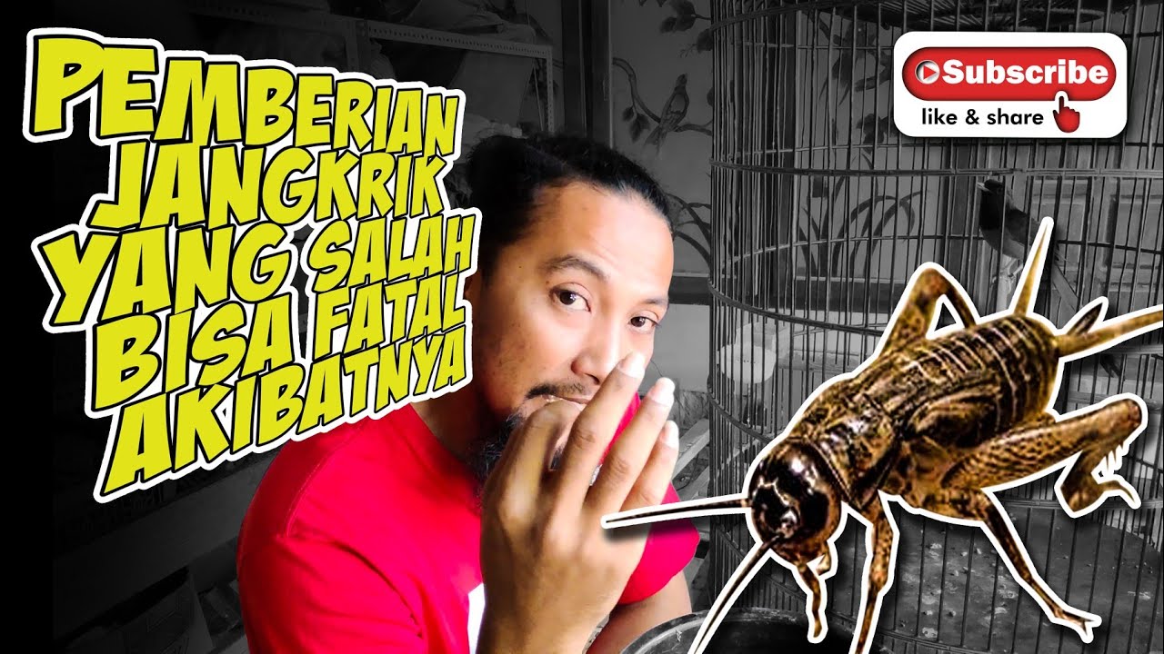 BISA FATAL AKIBATNYA bila tidak di rubah cara pemberian JANGKRIK YANG BENAR dari sekarang.