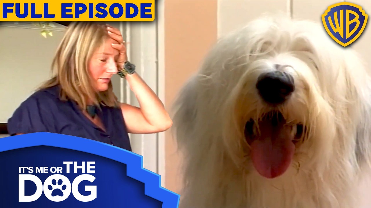 Bumble & Doogle | Season 3 Episode 5 | Full Episode | It's Me or the Dog UK