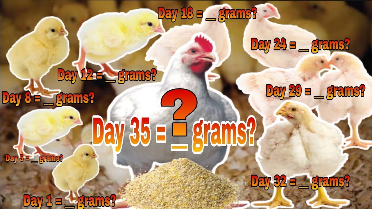 Gaano Kadaming Feeds Ang Ibibigay/Ipapatuka sa Alagang Broilers Araw - Araw?
