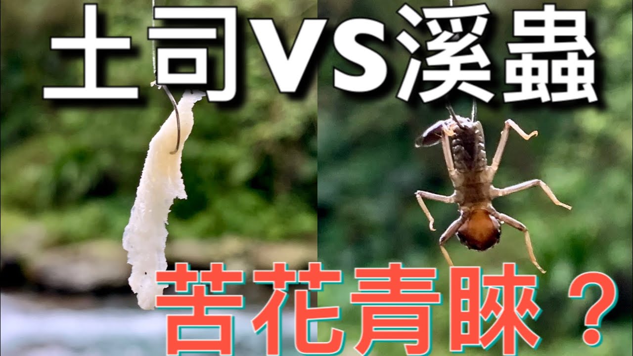 土司 PK 溪蟲 實驗溪釣苦花愛吃哪個口味？ 溪流特攻隊EP10 溪遊紀水濁篇 跟著HONDA去旅行