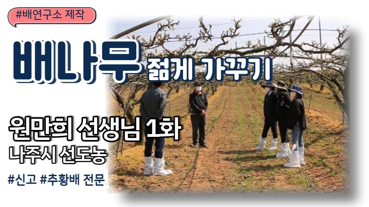 배나무 젋게 가꾸기_원만희 선생님1화