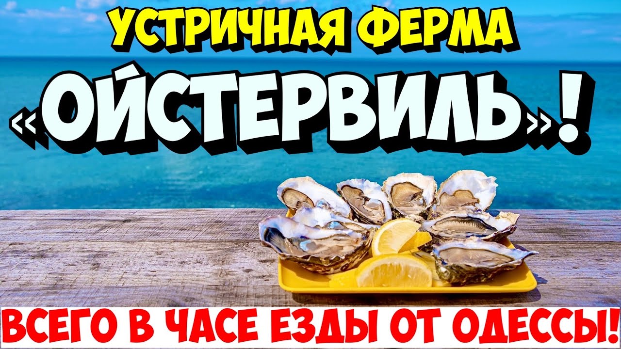 УСТРИЧНАЯ ФЕРМА «ОЙСТЕРВИЛЬ»❗️ЦЕНЫ❗️ТИЛИГУЛЬСКИЙ ЛИМАН❗️СЕЛО КОРДОН❗️ОДЕССКАЯ ОБЛАСТЬ❗️UKRAINE 2024