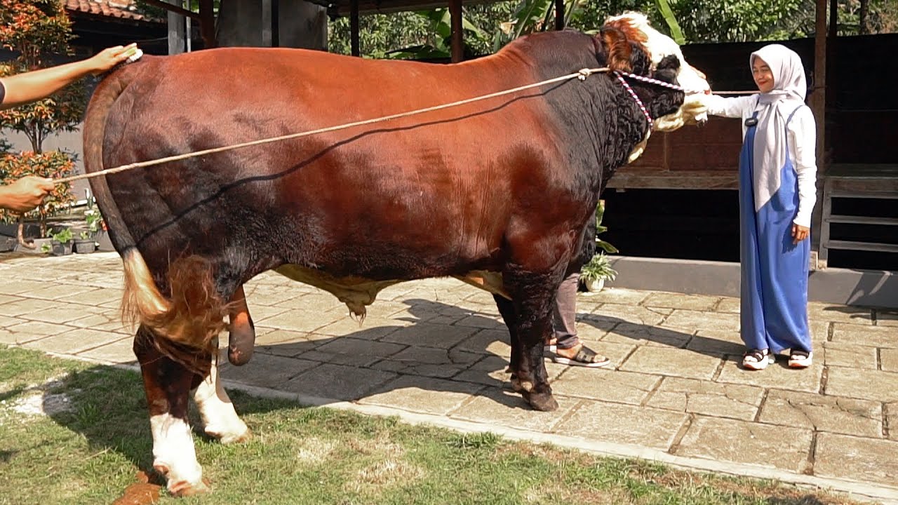 GA CUMA AA IRFAN & MAK SOIMAH !! KAK RIA RICIS JUGA CARI SAPI QURBAN - Sapi Jumbo 1 Ton Up