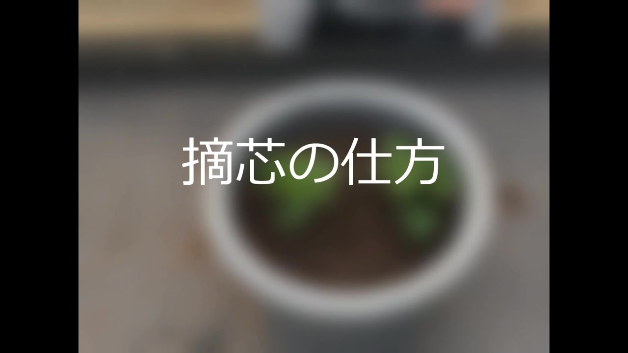 【㊗️9万回再生🎉】切り花菊の育て方～摘心の仕方と肥料の与え方 ～