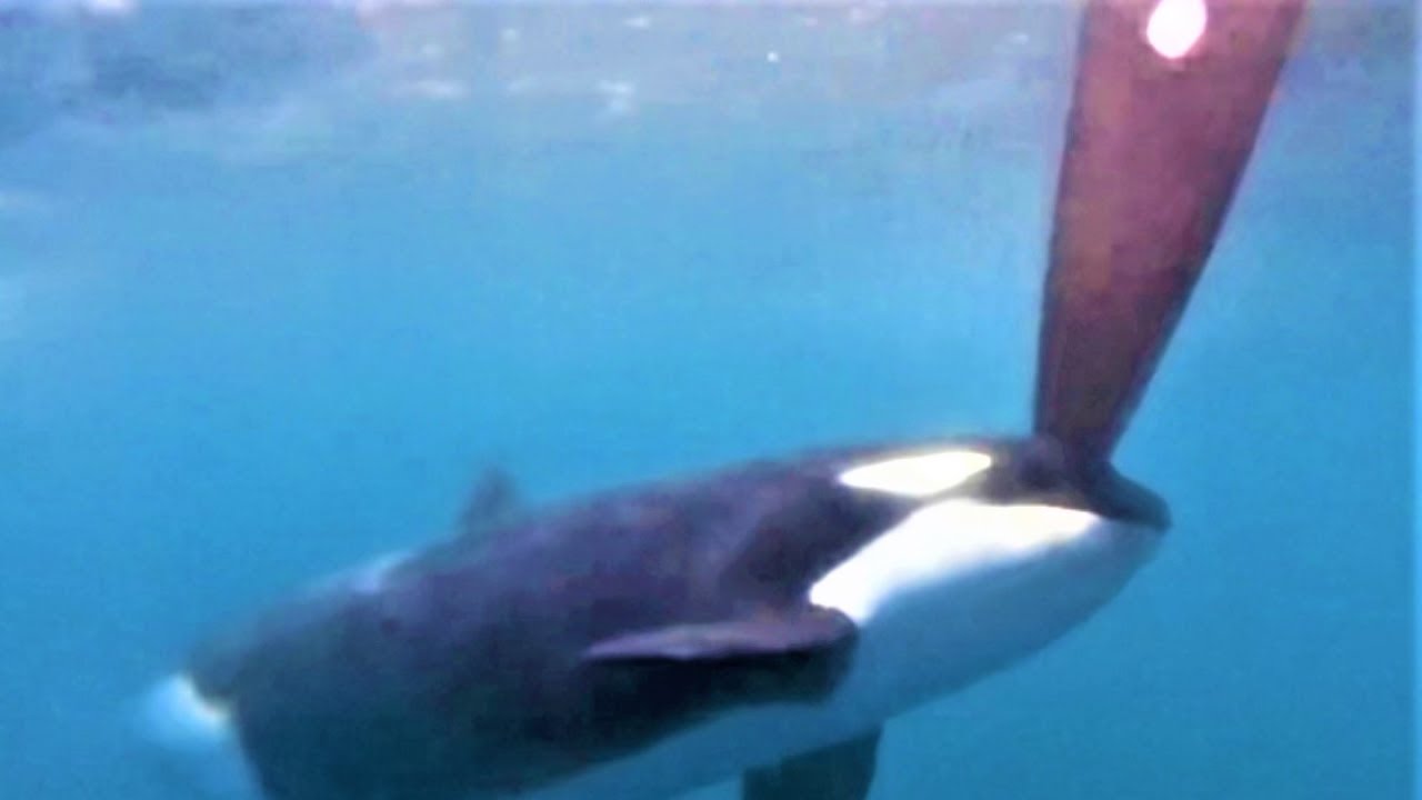 Nightmare At Sea: Terrifying Orca Attacks After Dark