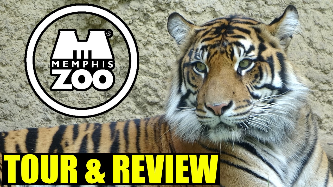 Memphis Zoo Tour & Review with The Legend
