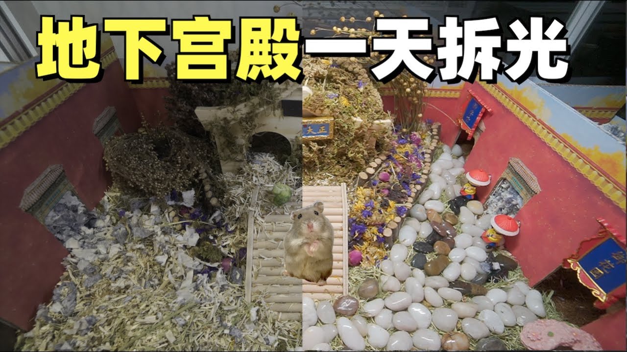 给仓鼠打造的地下宫殿，住进去第一晚就全部拆光！一看监控惊到了