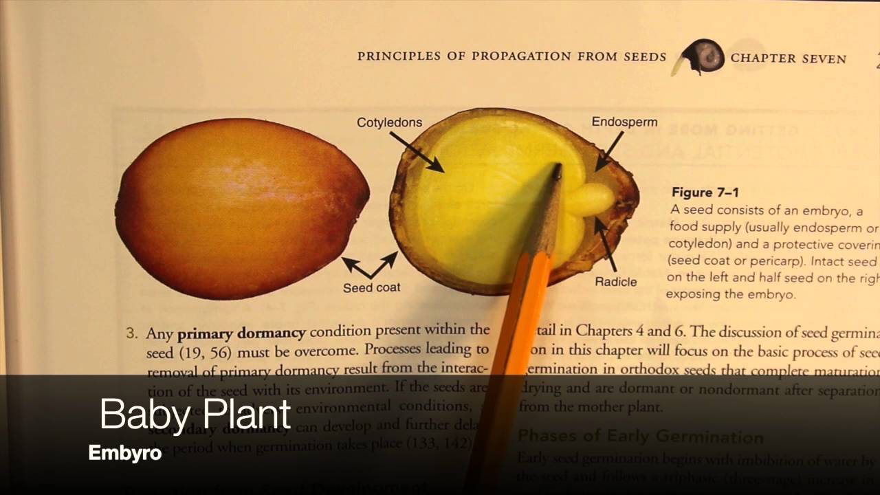 Seed Dormancy Introduction