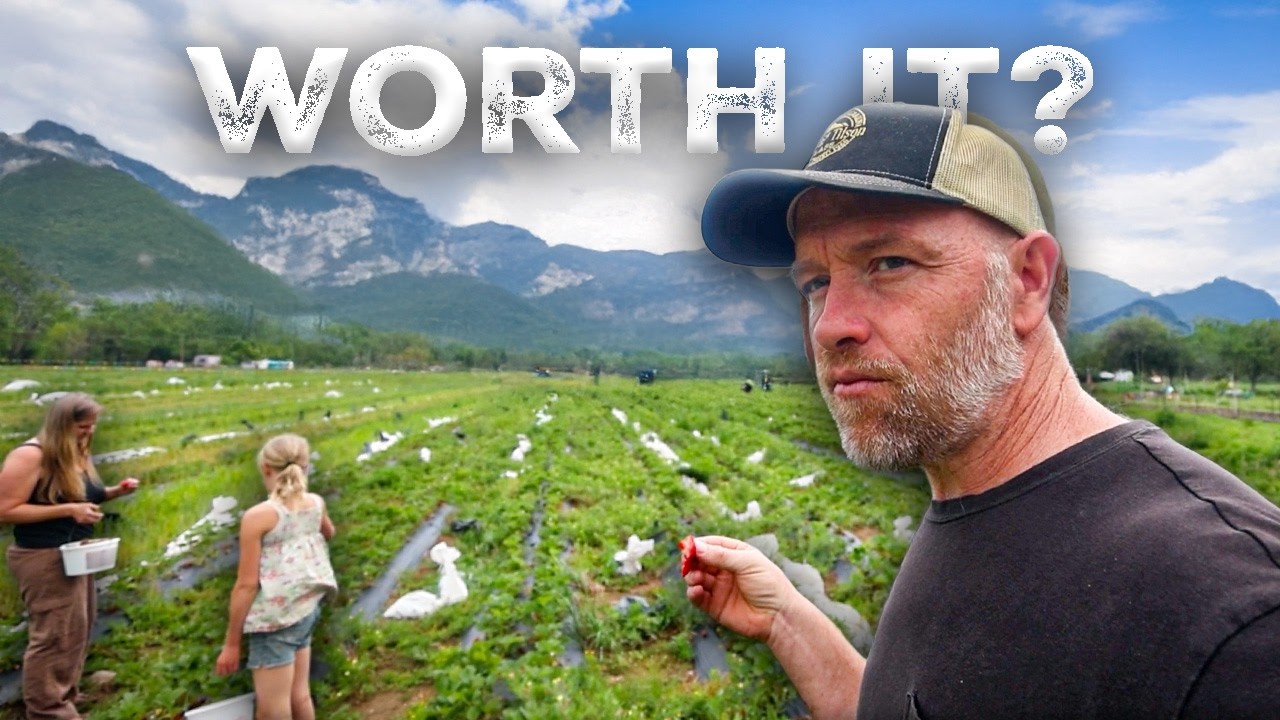 We Picked 10 Gallons of Strawberries! But is it Worth The Trouble