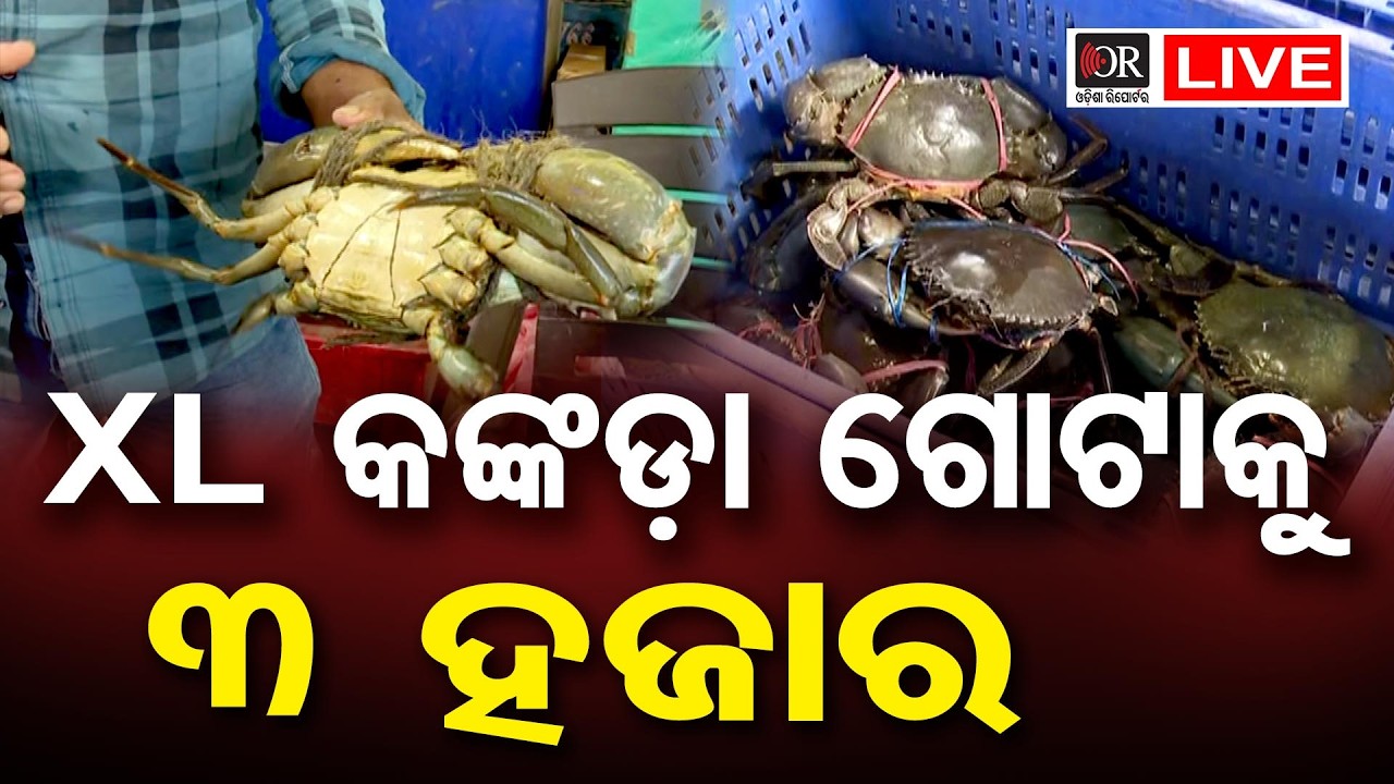 🔴LIVE | ହୋଲିରେ ନନଭେଜ ମାର୍କେଟରେ ପ୍ରବଳ ଭିଡ଼, ସବୁ ବୋହିନେଲେ | 04.02.2026| Odisha Reporter