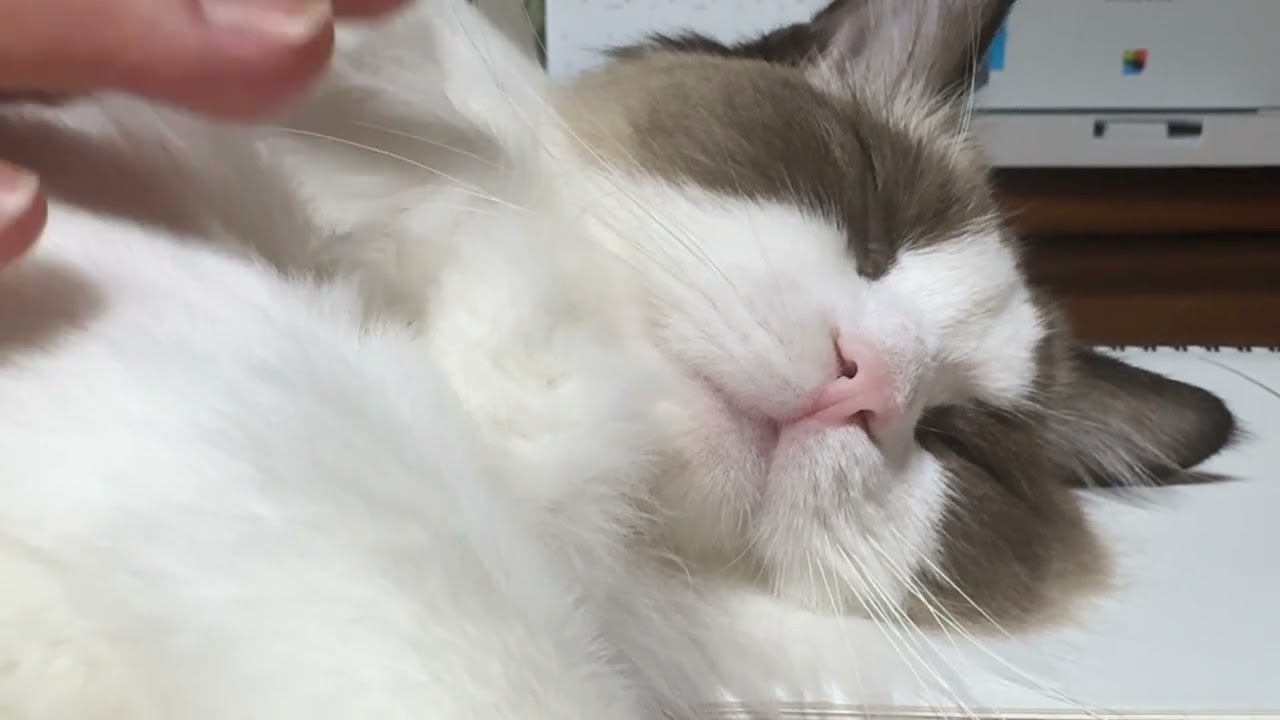코골이 송 asmr