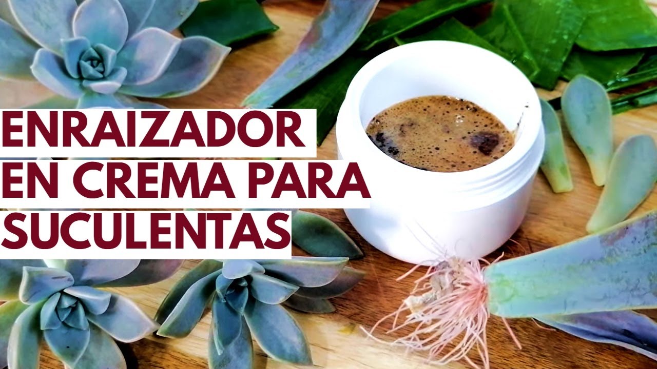 enraizador en crema orgánico para suculentas donsuculento