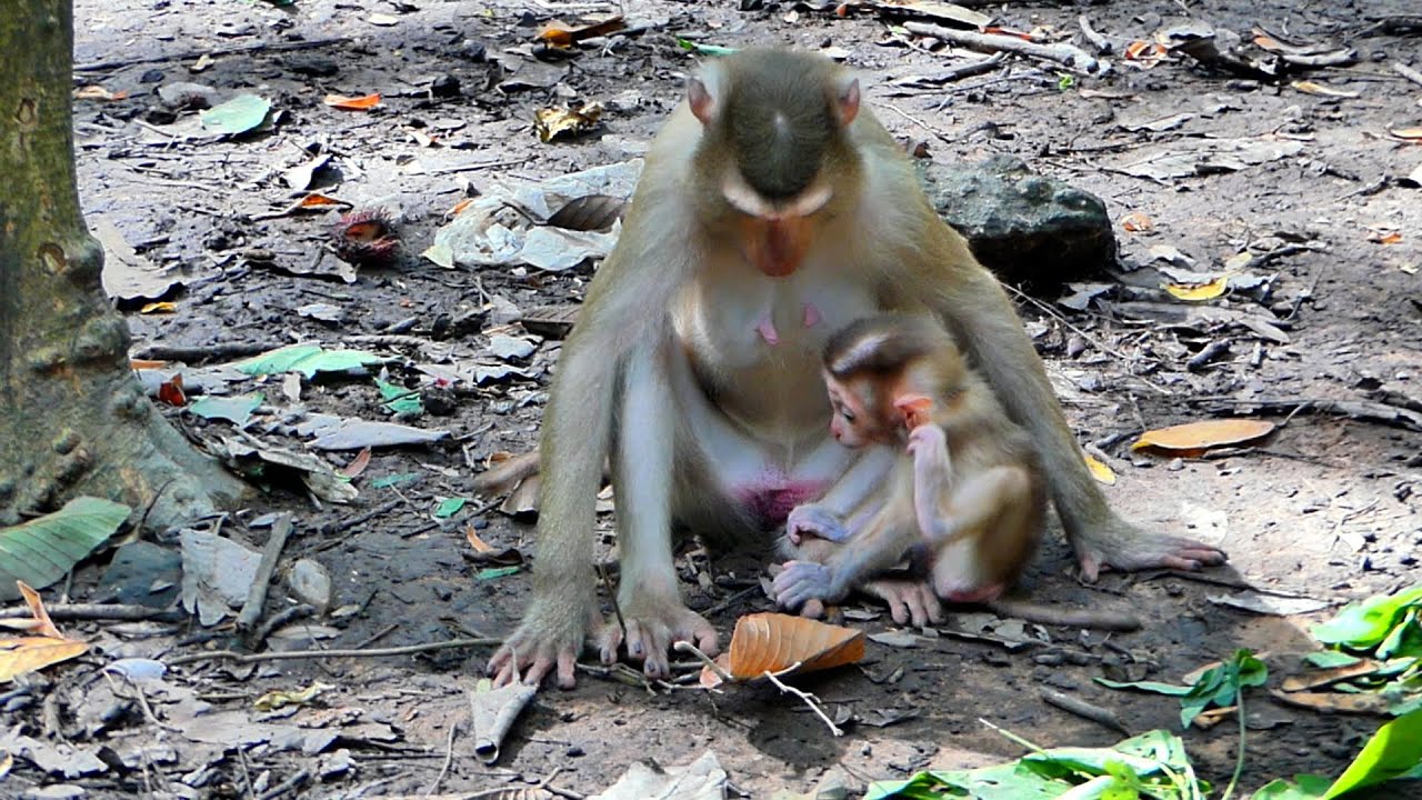 The monkeys Louy take care to little Lexie !