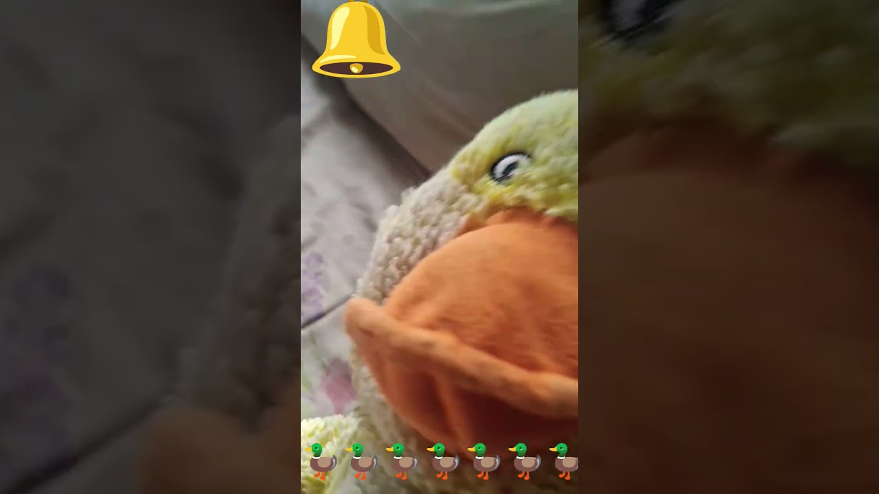 por qué los ancianos patos se esconde cuando suena la campana 🔔🦆