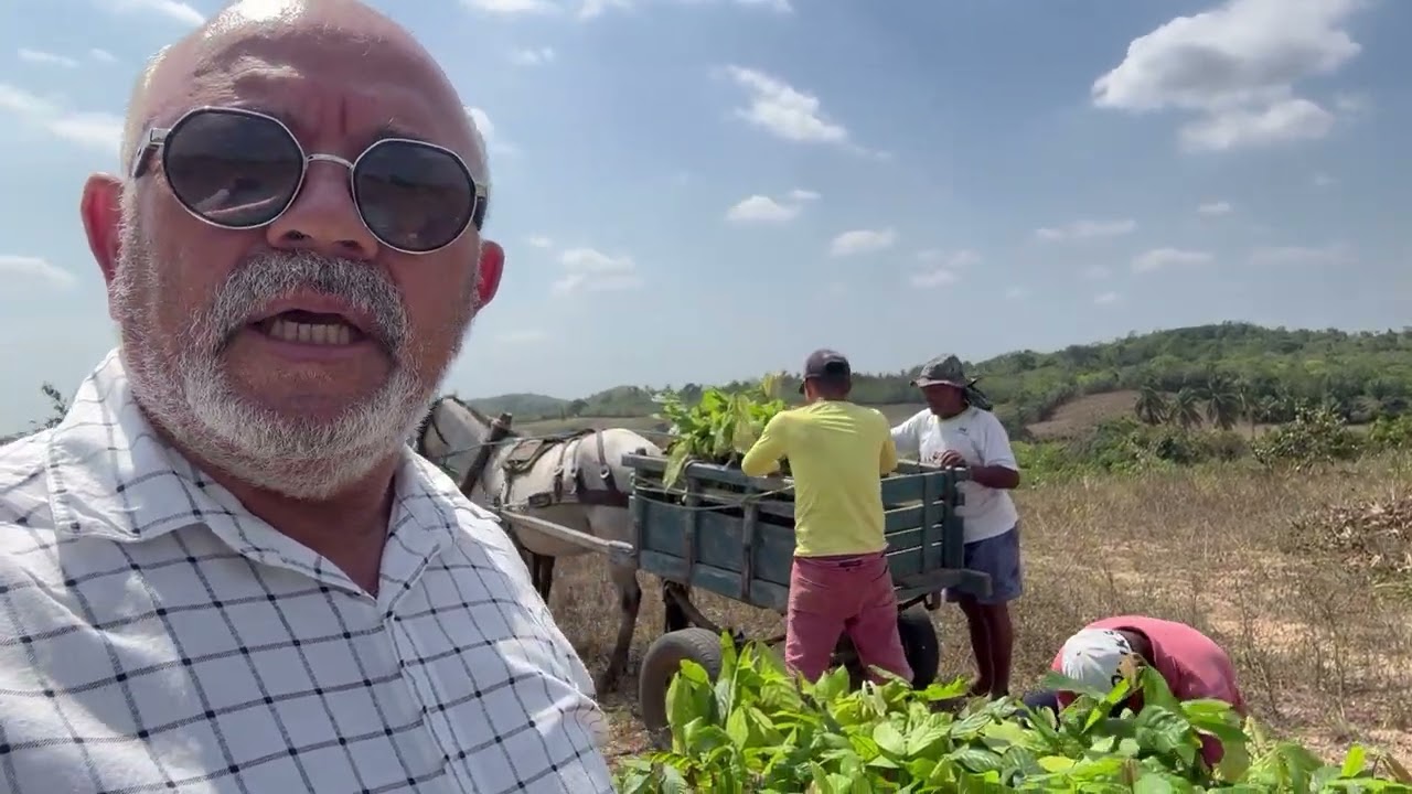 04/01/2026 Implantação do do Sistema Cabruca em Sergipe.  Clones de  CCN 51 e PS 1319