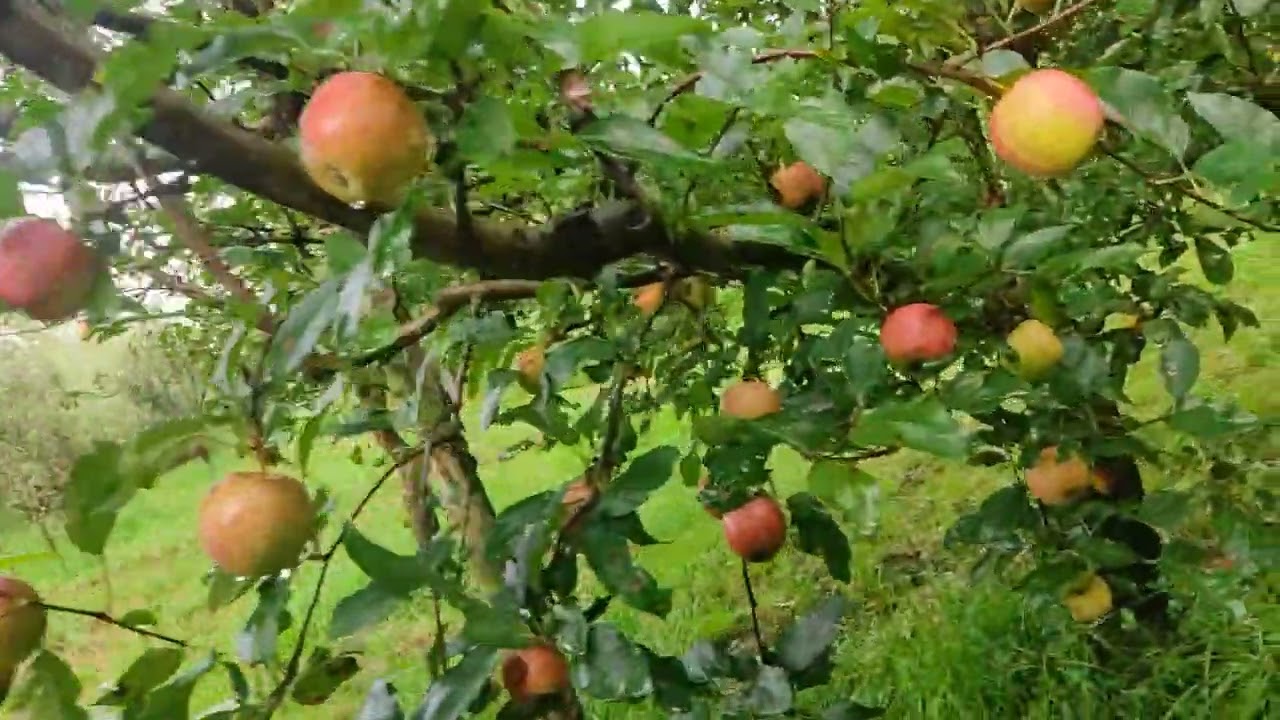 Amazing Apple's in our orchard 🍎😍 #FruitLover YummyFruit
