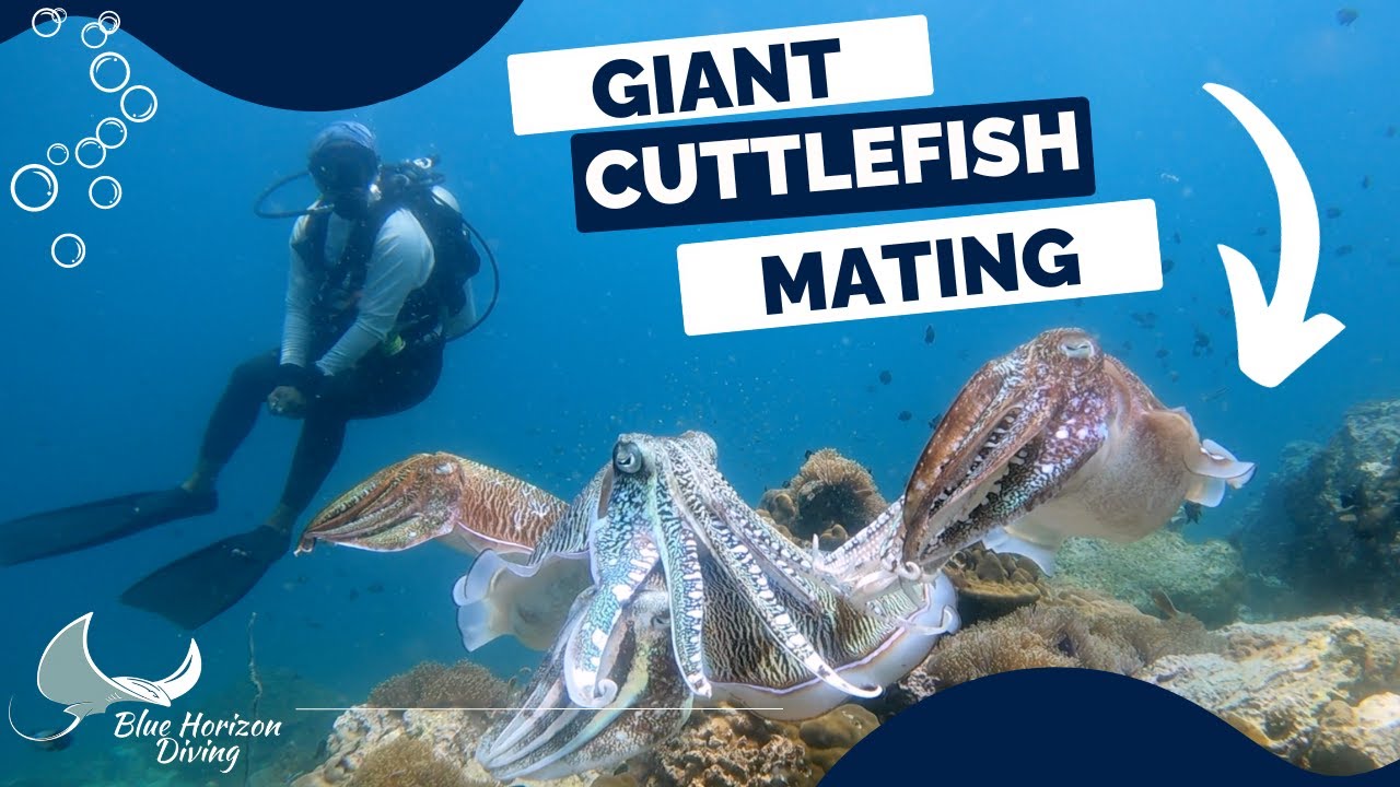 GIANT Cuttlefish Mating While Scuba Diving
