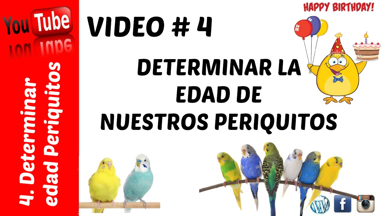 Edad de nuestro periquito !