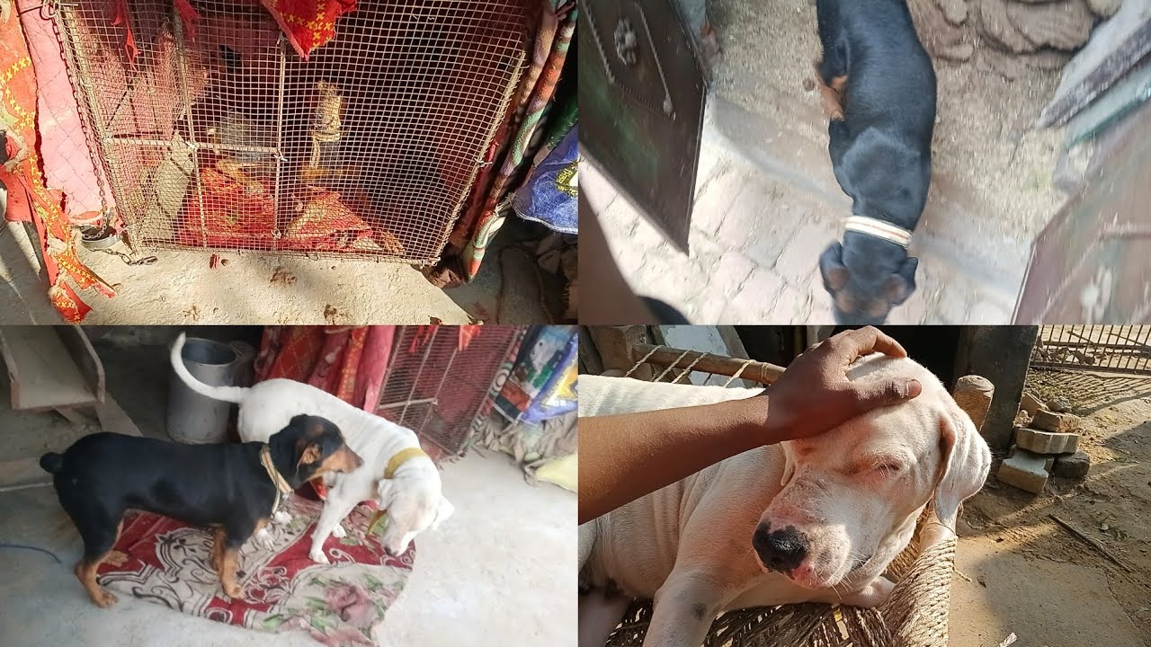 Jimmy aaj cage ke Ander hi rhi 😢 jimmy ke Nakhon kat diya 👍#mayankdogsfamily #videos #vlogsvideo 