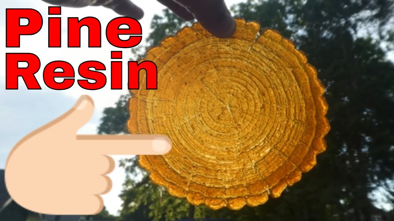 Finding Collecting and Melting Pine Resin Pine Pitch Into Silicone Epoxy resin Molds for Storage