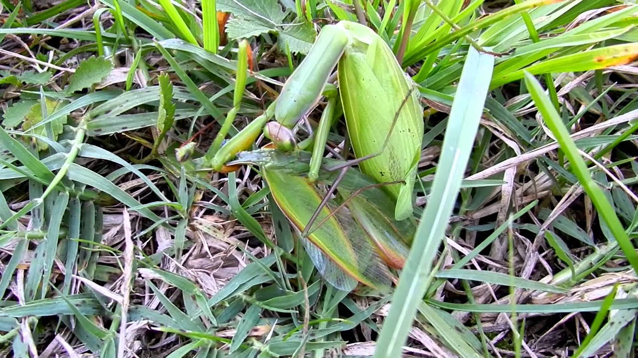 Praying mantis eats Praying Mantis (bidsprinkhanen)