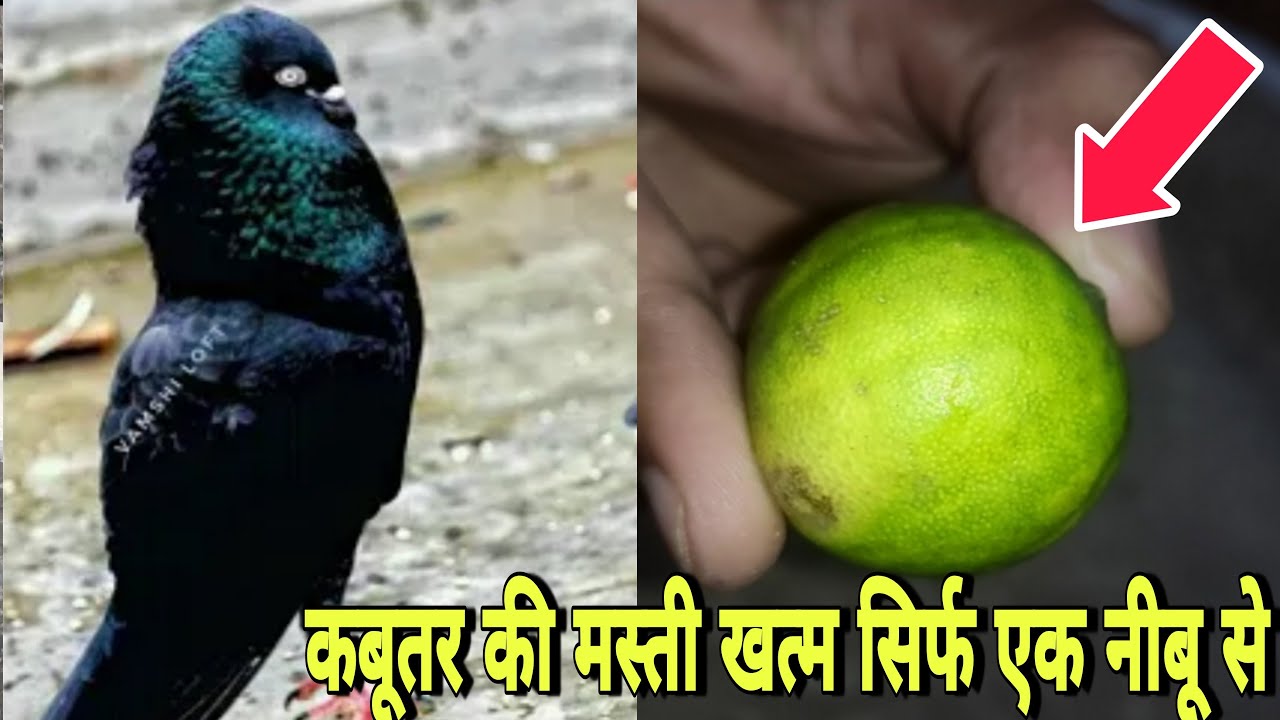 सिर्फ एक ही नीबू में कबूतरों की मस्ती दूर करे !!