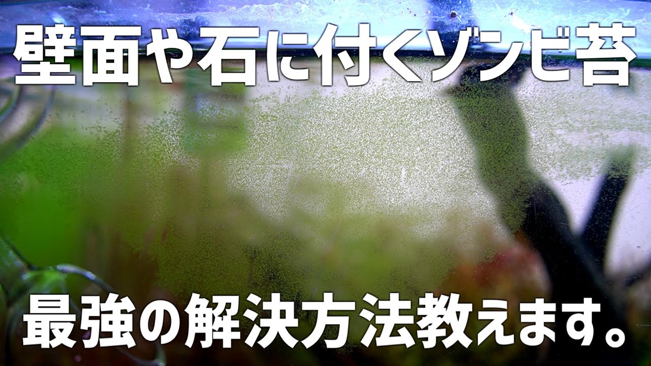すぐ復活する壁面のコケが出なくなります。全ての苔に悩む人に捧げる自分的最強コケ防止方法を伝授！#735【アクアリウム】