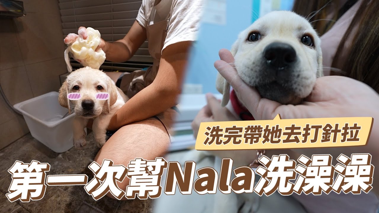 第一次幫Nala洗澡澡｜拉布拉多打預防針｜彼得爸與蘇珊媽