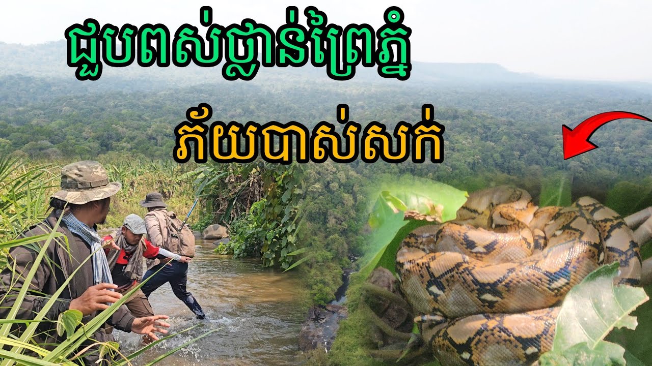 ជួបពស់ថ្លាន់ព្រៃភ្នំភ័យបាស់សក់